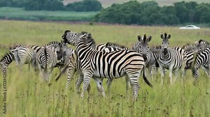 A 4K vid of a herd of Zebra in mating season fighting for dominance over the females, pushing and shoving and biting while jumping and dodging. taken during a safari game drive in South Africa