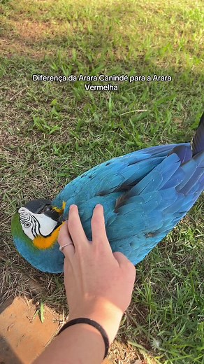 Diferenças entre Arara Canindé e Arara Vermelha