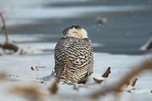 It’s snowy owl season in Michigan: What you should know to help these Arctic beauties