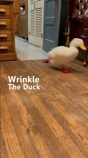 The Famous Duck Video