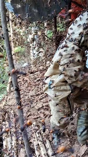 Interacting with Wasps: A Unique Perspective