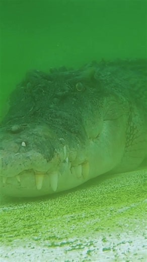 4.3K views · 142 reactions | Try and find a bigger smile than Jiemba the croc's  | Sydney Zoo | Facebook