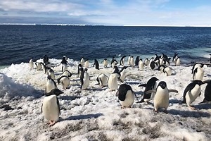 Counting penguins with autonomous drones