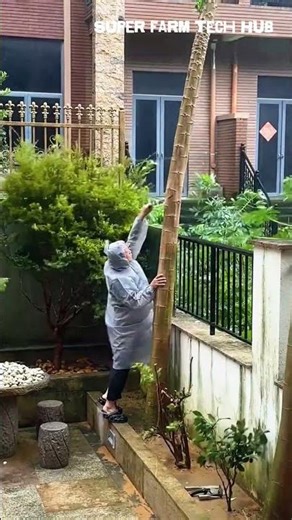 Chop down old papaya trees, really tall ones #farminglife #farming #harvesting