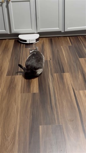 cat vs robot #cats
