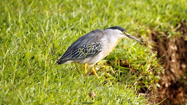 Traveling Green: Eco-Friendly Destinations and Practices for the Modern Explorer