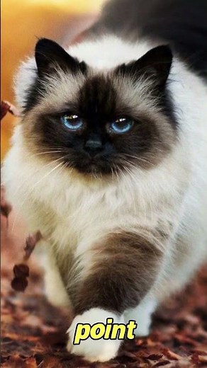 The Mysterious Charisma of Birman Cats: 5 Enchanting Facts to Discover! - FelineGood #shorts