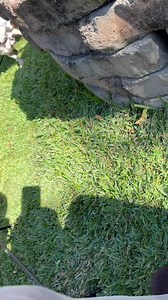 753K views · 29K reactions | Dutch Oven Cooking - My friends and I...