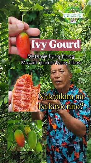 960K views · 13K reactions | Ivy Gourd (Coccinia grandis) Scarlet...