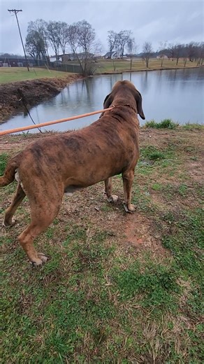 Hank said someone tell his mom/dad/grandparents/aunt/uncle/neighbor that he has made his way to the shelter and wants to go home.. 🐾 FOUND Dogs🐕 If you recognize this animal or know the owner, please contact us as soon as possible. 📍 193 County Farm Road, Pickens SC 29671 🗓️ Hours: 12:00–4:00 Mon, Tues, Thurs, Fri & Sat 📨 pcas@pickenscountysc.gov ☎️ (864) 898-5936 🐶 Adoption Info: All adoptions are in person only and on a first come, first serve basis. If a dog becomes available for adopti