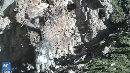 16K views · 149 reactions | Meet Scar, not the envious brother of #MufasaTheLionKing but a snow leopard from northwest China. Check out its rare footage captured by infrared cameras in the Gahai-Zecha National Nature Reserve | Xinhua Culture&Travel | Facebook