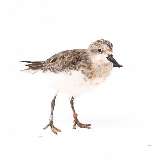 The spoon-billed sandpiper has become the 13,000th species added to National Geographic’s Photo Ark. Human pressures like hunting and habitat loss have caused the population of the critically endangered shorebird to decline by 90 percent. https://on.natgeo.com/3PzGsjO | National Geographic