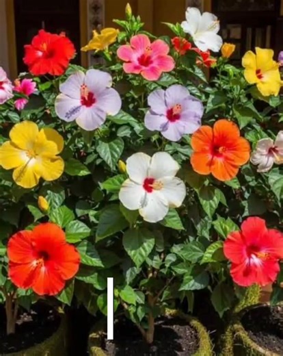 "🌺 Add a pop of color to your day! 😊 Hibiscus plants are easy to grow & super gorgeous 💖 At just Rs. 120, grab yours now! 🌿 Perfect for gardens, balconies, or gifts 🎁 DM to order! 📨 #HibiscusPlants #EasyGrowing #Lifestyle" | Busy Bee
