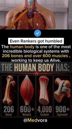 Anatomy of human biological system!