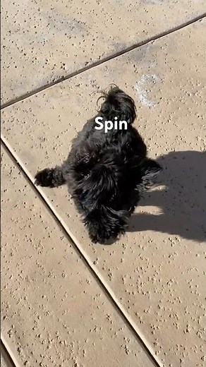 Black Shih Tzu Ryder’s Trick (Spinning Left and Right)😍 #akctrickdog