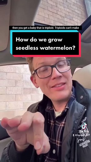 How Seedless Watermelons Are Grown