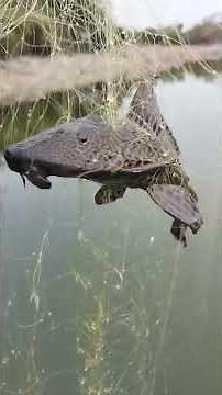 @வாட்டர் கிளிநிங் மீன் 🐟🎏 #tank_cleaner_fish