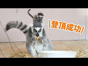 【ワオキツネザルの赤ちゃん】お母さんの背中へ！