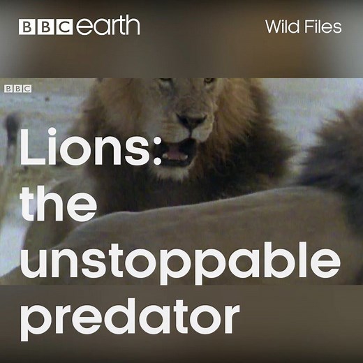When these big cats join forces they are nearly unstoppable. | BBC Earth