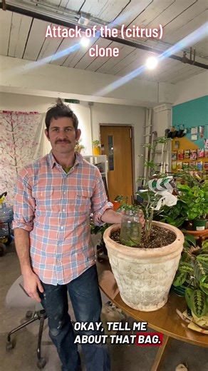 Cloning plants at the shop