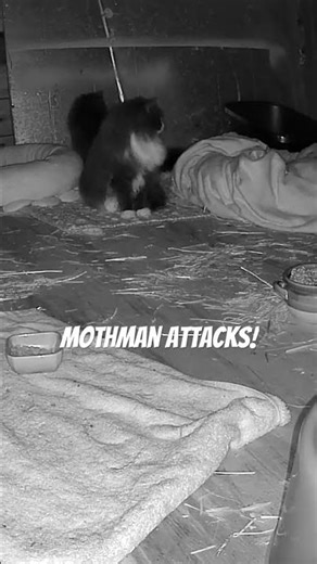 Mothman attacks! #barncats #cat #kitten #feralcat #cute #wildliferescue #catvideos #funny #catbug