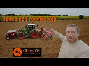 Semis des tournesols 🌻