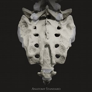 49 reactions · 12 shares | 360° animation of the lower spine – sacrum and coccyx. We are developing an accurate 3D model of human anatomy. If you would like to track our progress - give us a follow. Have any suggestions or questions? Leave a comment! #sacrum #humananatomy | Anatomy Standard | Facebook
