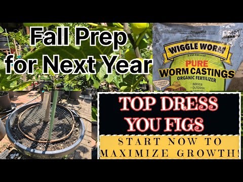Top Dress Your Figs NOW for HUGE Growth Next Season! The Secret to Bigger, Better Figs. Zone5/6