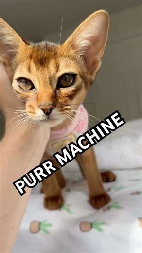 So loud 😱 Abyssinian kitten purring and meowing, demanding love #abyssinian #asmr #purr #catshorts