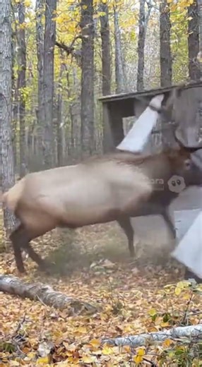 Watch This Angry Elk Destroy a Deer Blind! #elk #viralanimals #wildlife #sora2