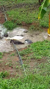 නිදහස.....❤❤❤❤❤❤❤ | Nilantha Dilruk