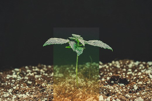 Cannabis Seed Germination — Troubleshooting Guide - RQS Blog