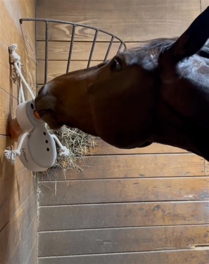 🎶 Girls just wanna have fun… with their stall toys! 💕🐴 Keep your horses entertained and happy with their favorite toys — shop them in-store or online! https://www.saddlersrow.com/catalogsearch/result/?q=stall toys #SaddlersRow #HorseToys #HappyHorses #EquestrianLife #BarnFun #HunterJumper #StableVibes | Saddlers Row