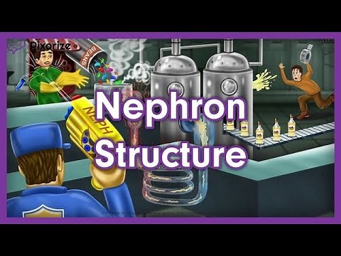 Nephron Structure Mnemonic for MCAT