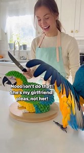 315K views · 8.3K reactions | Nooo! Don’t do that! She’s my girlfriend! 藍 | Patrol Parrot | Facebook