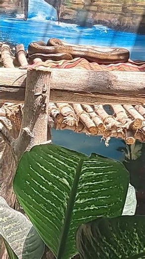 Golden child reticulated Python