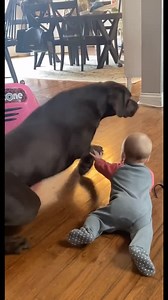 9.2K views · 52 reactions | He even goes so far as to destroying the baby's toys! | Rumble Babies & Kids | Facebook
