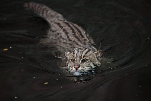 It swims underwater, barks like a dog, has webbed feet and dives for its supper: Meet the peculiar cat that's like no other | Discover Wildlife
