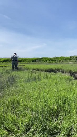 Did some invasive European green crab surveying today! We did not find any 🦀 #science #fyp #invasive #crabbing #crabs #marinebiology #nature