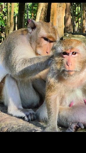 1K views · 20 reactions | Just two buddies monkeying around.  #junglelife #bestfriends #monkeybusiness #duo #cuteanimals | Monkey Moments 101 | Facebook