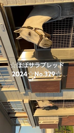 ☆ラニ,リュウノユキナ☆ほぼサラブレッド2024☆No.329☆10月25日☆ #ラニ #lani #ryunoyukina #horse #馬 #サラブレッド