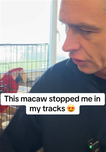 Stunning Macaw at Newark Bird Sale 2026