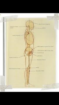 The Center Line of Gravity in the Human Body #anatomydrawing #sketch #lineofgravity #figuredrawing