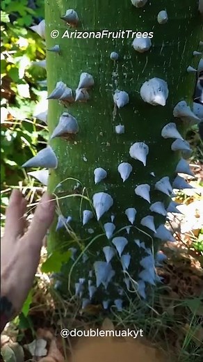 This Tree Throws Exploding Seeds! 🌱 🎄
