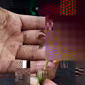 1.1M views · 29K reactions | The method of growing roses from buds the whole world does not know | How to propagate Roses | Rana Craft | Facebook