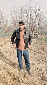 101 reactions · 51 shares | V shaped plant design pruning and training by ganie amir techniques #highlightseveryonefollowers2025シ゚viralfbreelsfypシ゚viral #highlight #SmartFarming #horticulture #SkilledJobs #PruningTips #plantation | Amir Rashid Ganie | Facebook