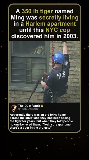 350 Pound Tiger Ming Found in Harlem Apartment 2003