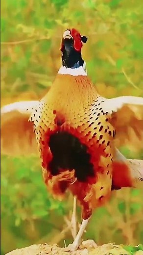 World top 15 birds #birds #differentbirds #beautifulbirds #virelvideo
