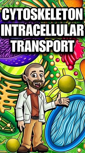 ☝️CLICK HERE☝️ Cytoskeleton Intracellular Transport 🤔