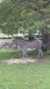 Detroit Zoo on Reels